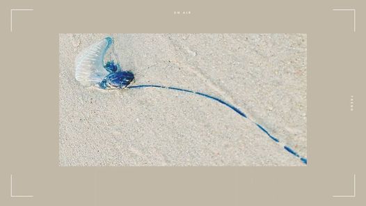 Understanding the Box Jellyfish Threat