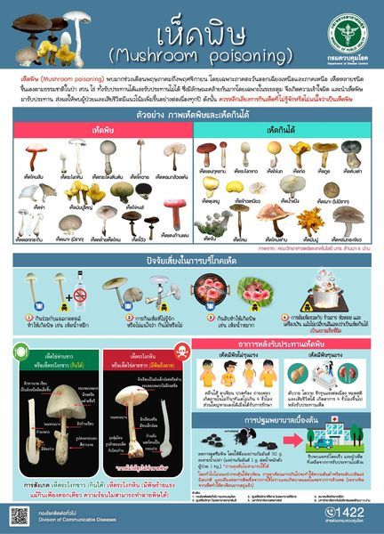 Understanding the Risks of Wild Mushrooms